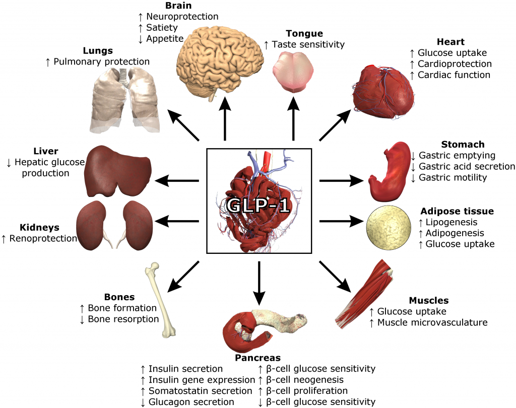 Functions of GLP-1. Source: Wikipedia