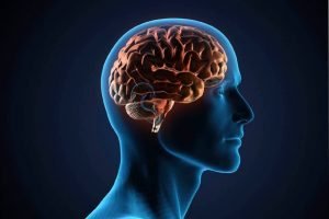 brain2