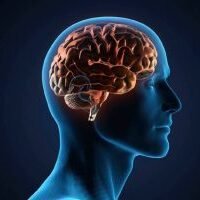 brain2